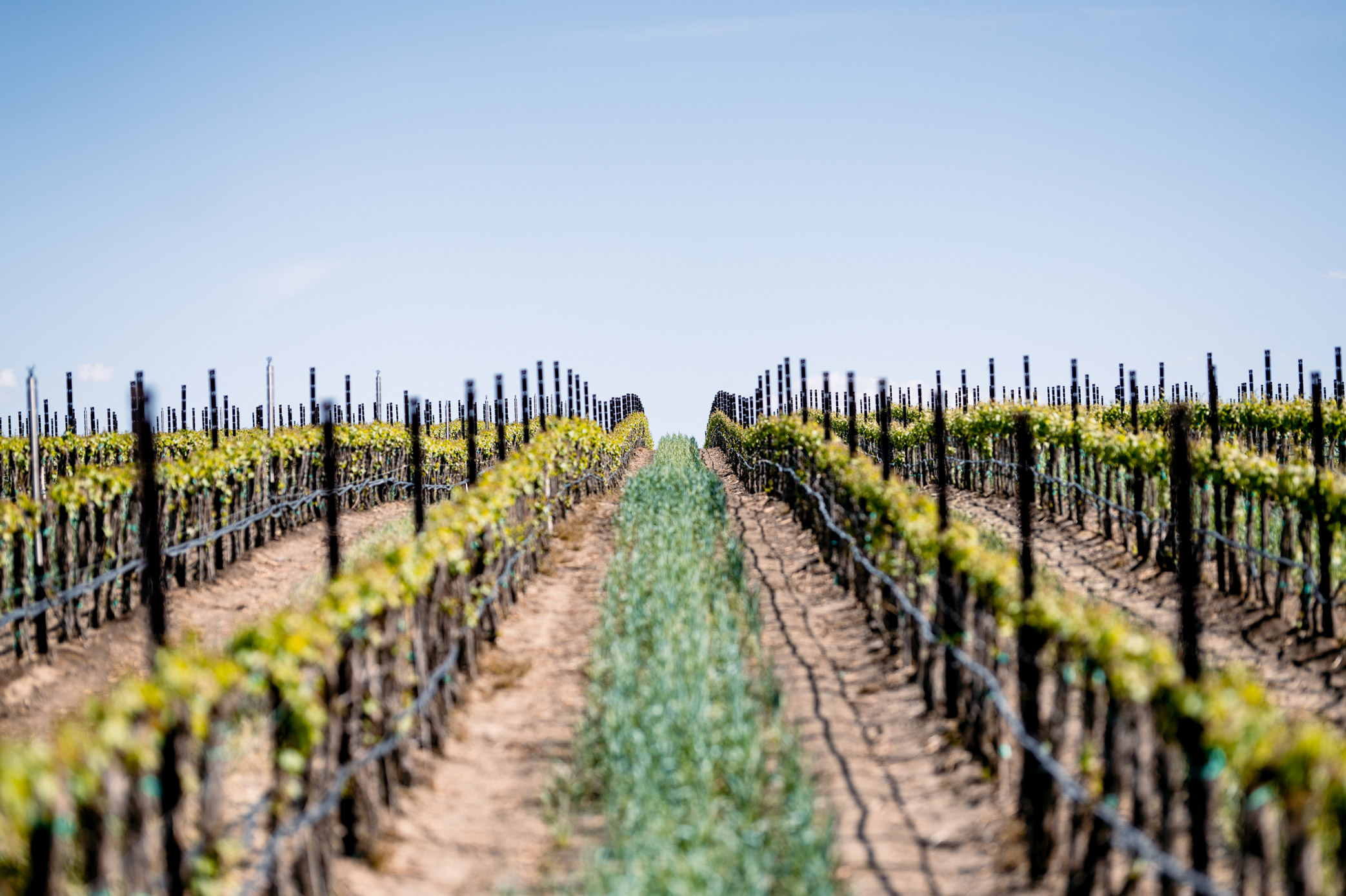 Champoux Vineyard